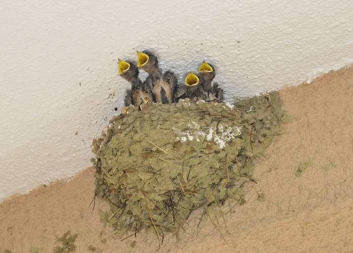 Rondini - Hirundo rustica